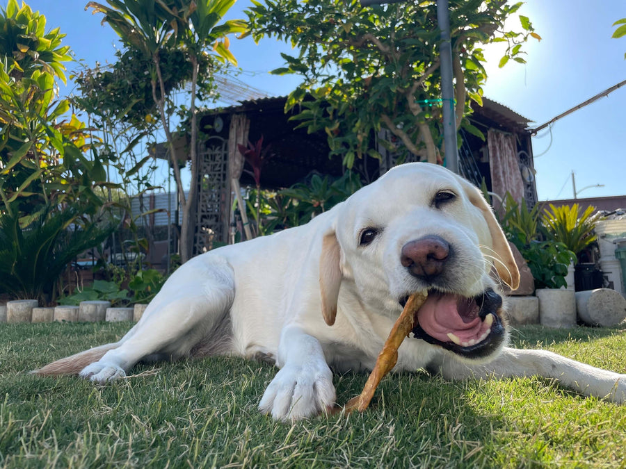 Dog with bully slices