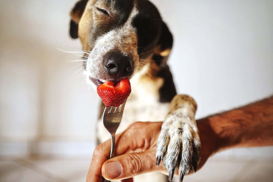 Pawstruck Doggy blog about 15 Fruit Recipes Your Dogs Would Absolutely Love!