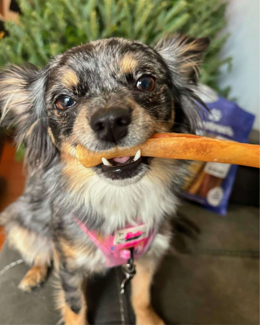 small dog with a collagen chew in its mouth