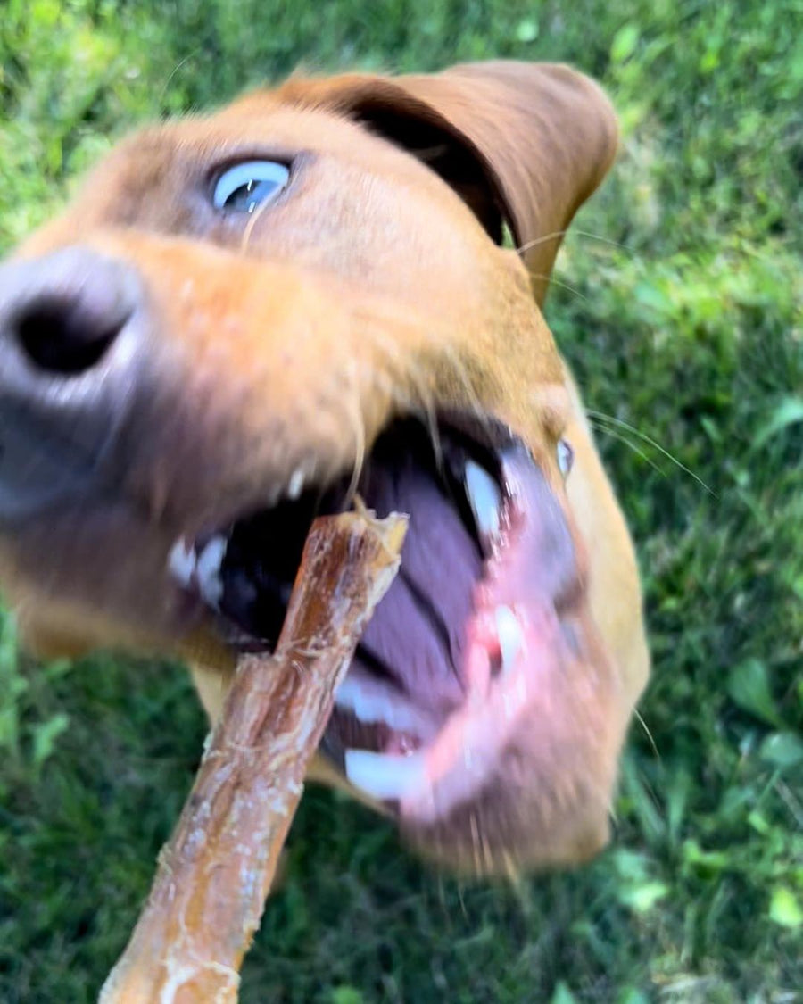 close up of dog with a dog treat chew in his mouth