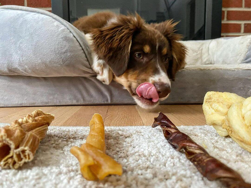 Can Dogs Eat Turkey Necks? Benefits, Risks, and Better Chew Options