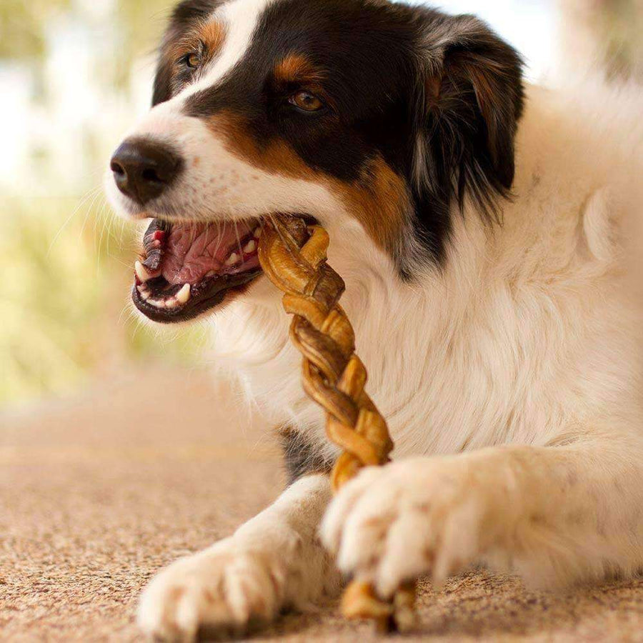 dog chewing a braided bully stick 