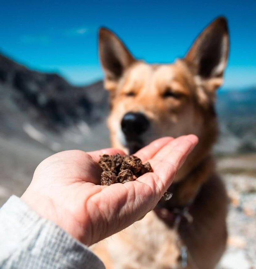 Can Dogs Eat Rice? When It Helps, When It Doesn’t, and How to Feed It Right