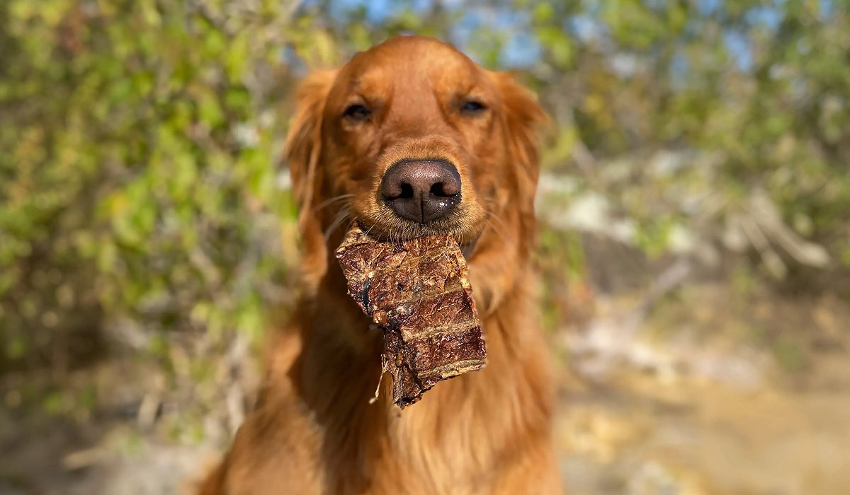 Fall Fetch Sale!