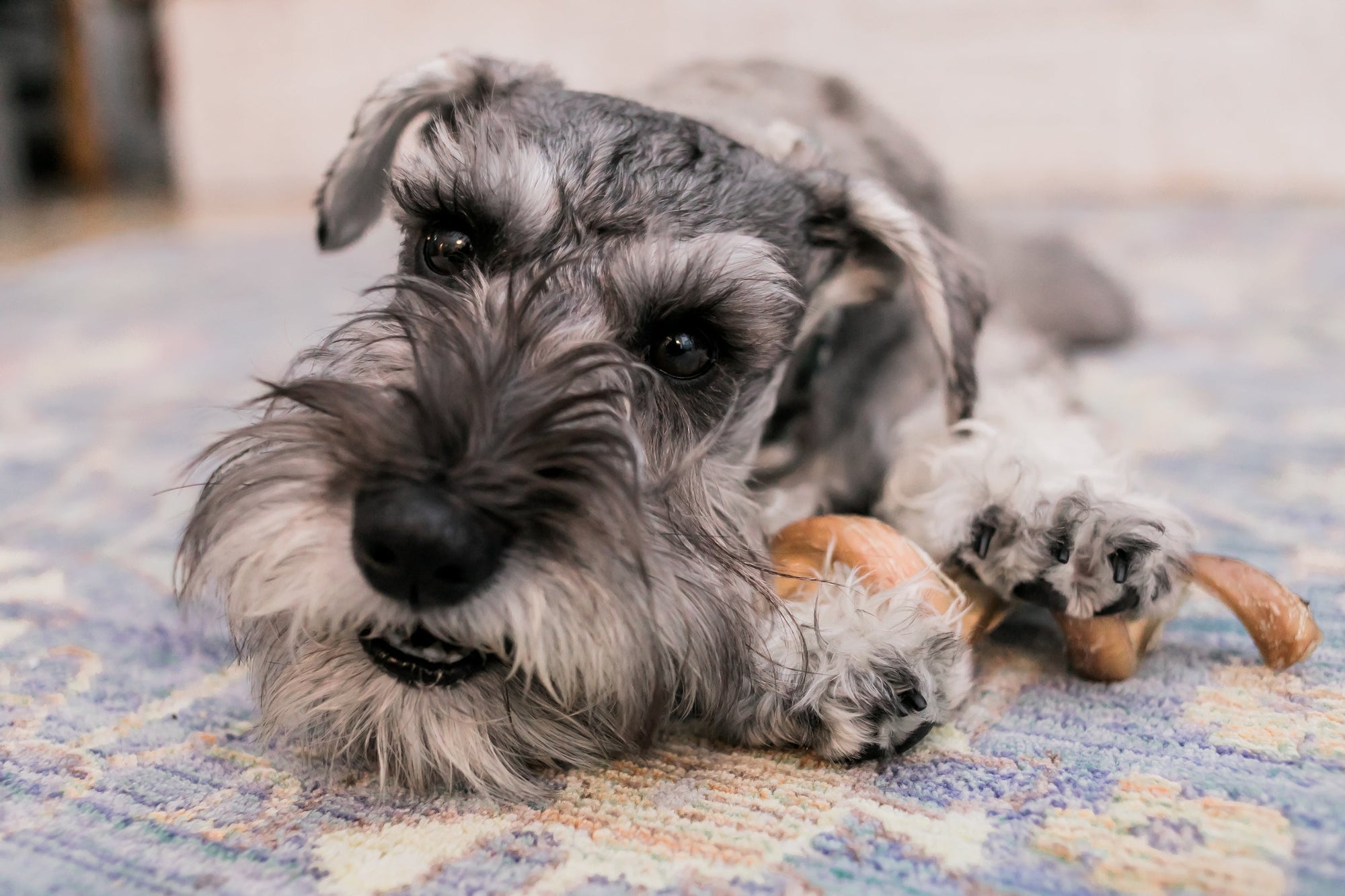 Perfect Products for Small Dogs