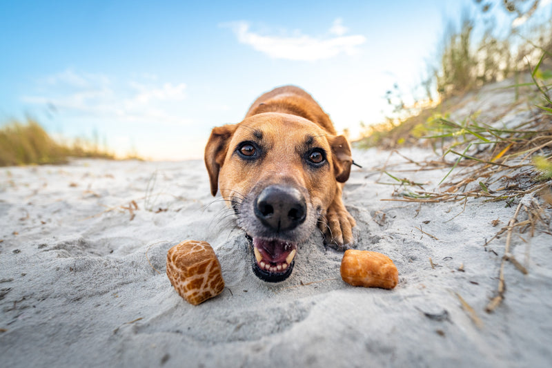 Treats & Chews