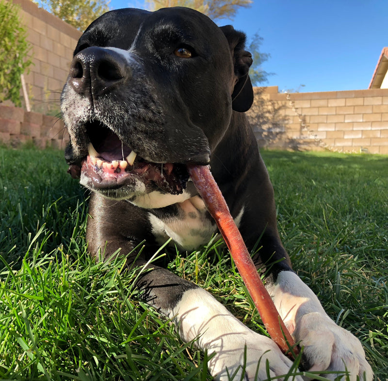 Straight Bully Sticks for Dogs