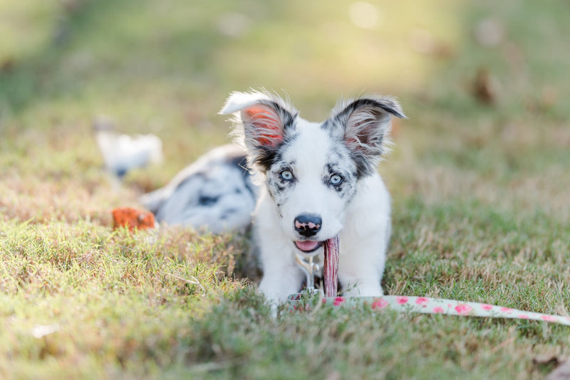 Collagen and Jerky Chews