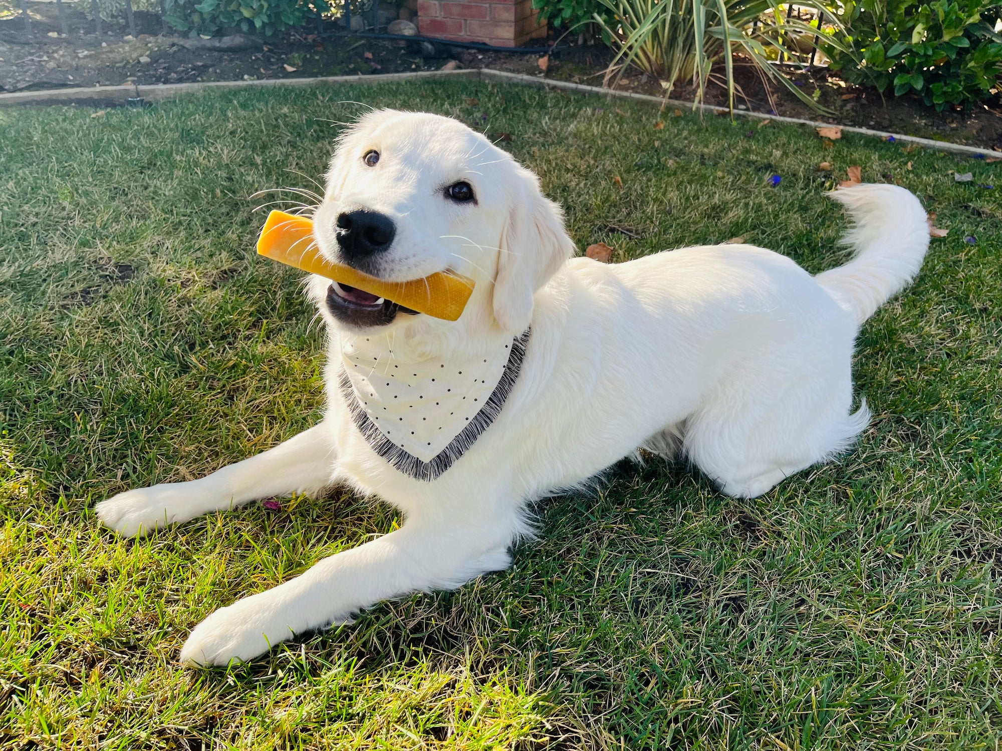 Gourmet Dog Treats
