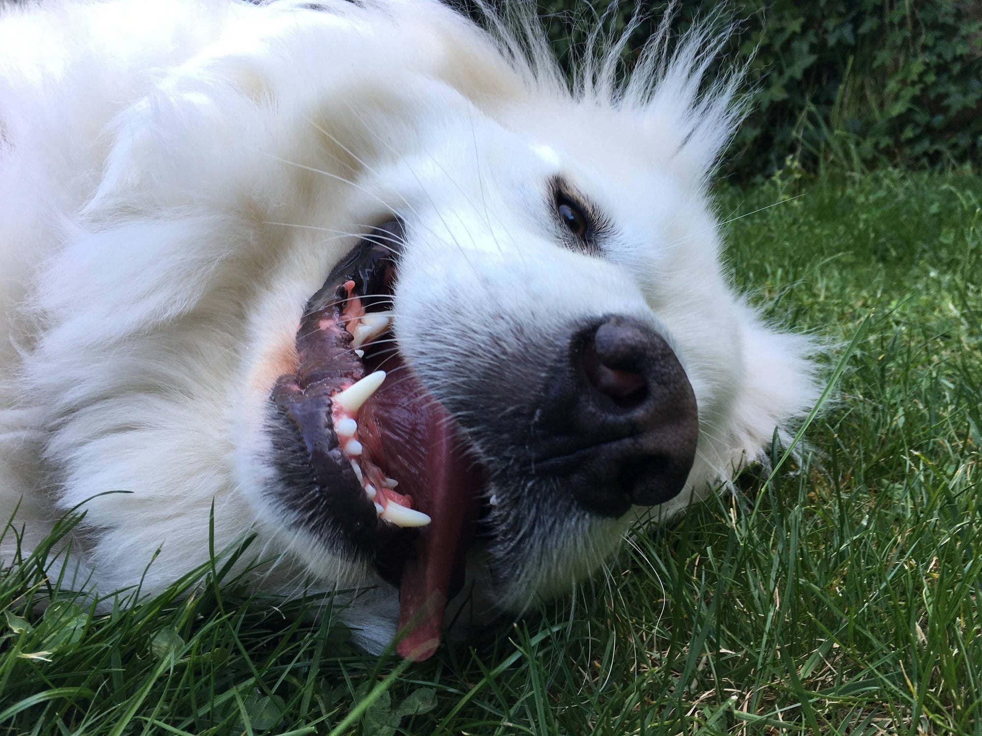 Dog Jerky Treats