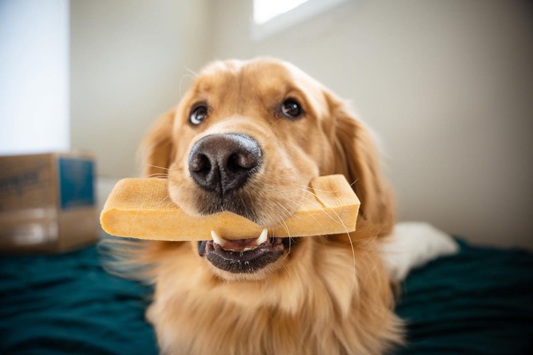 Himalayan Yak Dog Chews