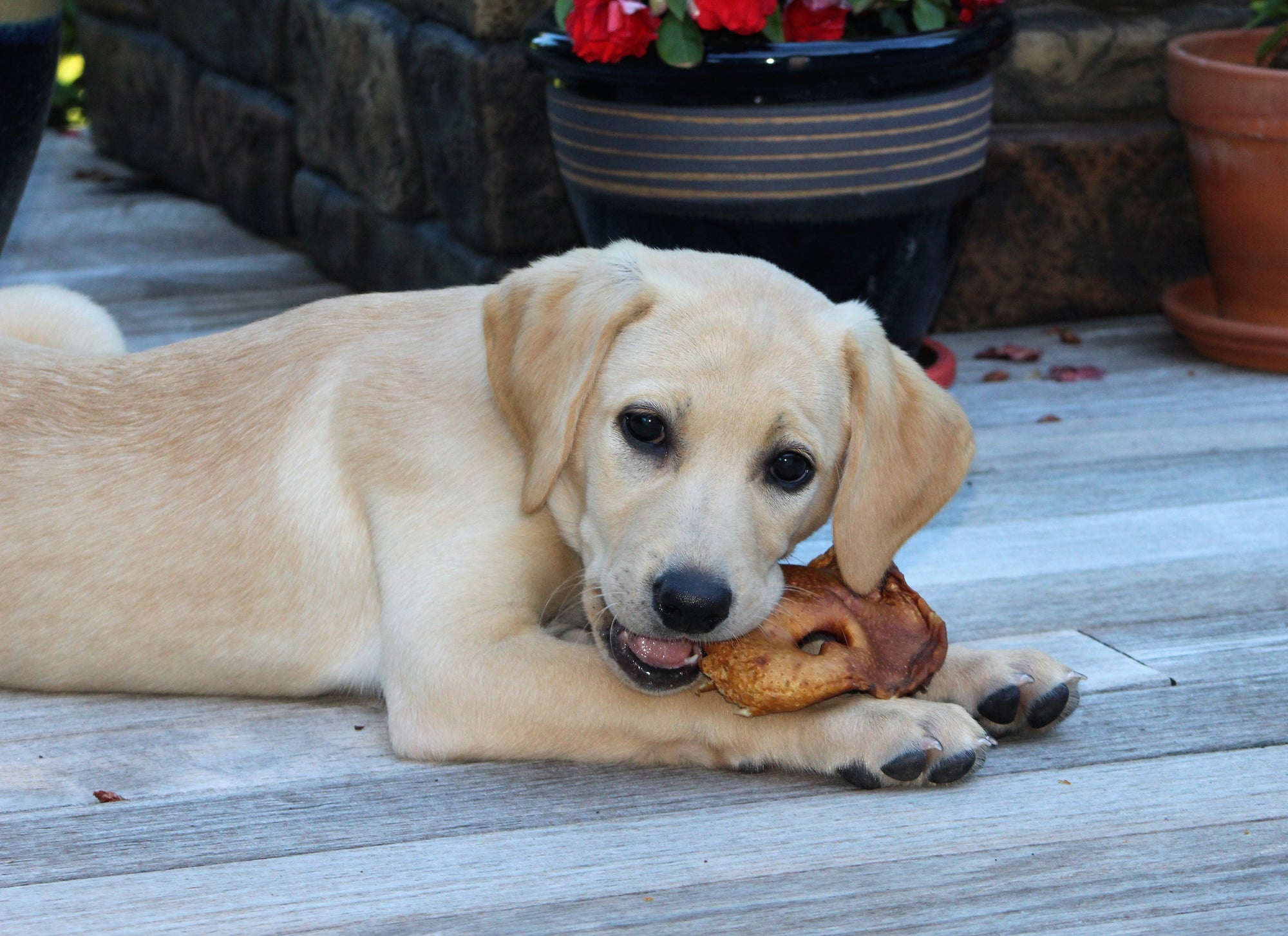 Best Chews for Puppies