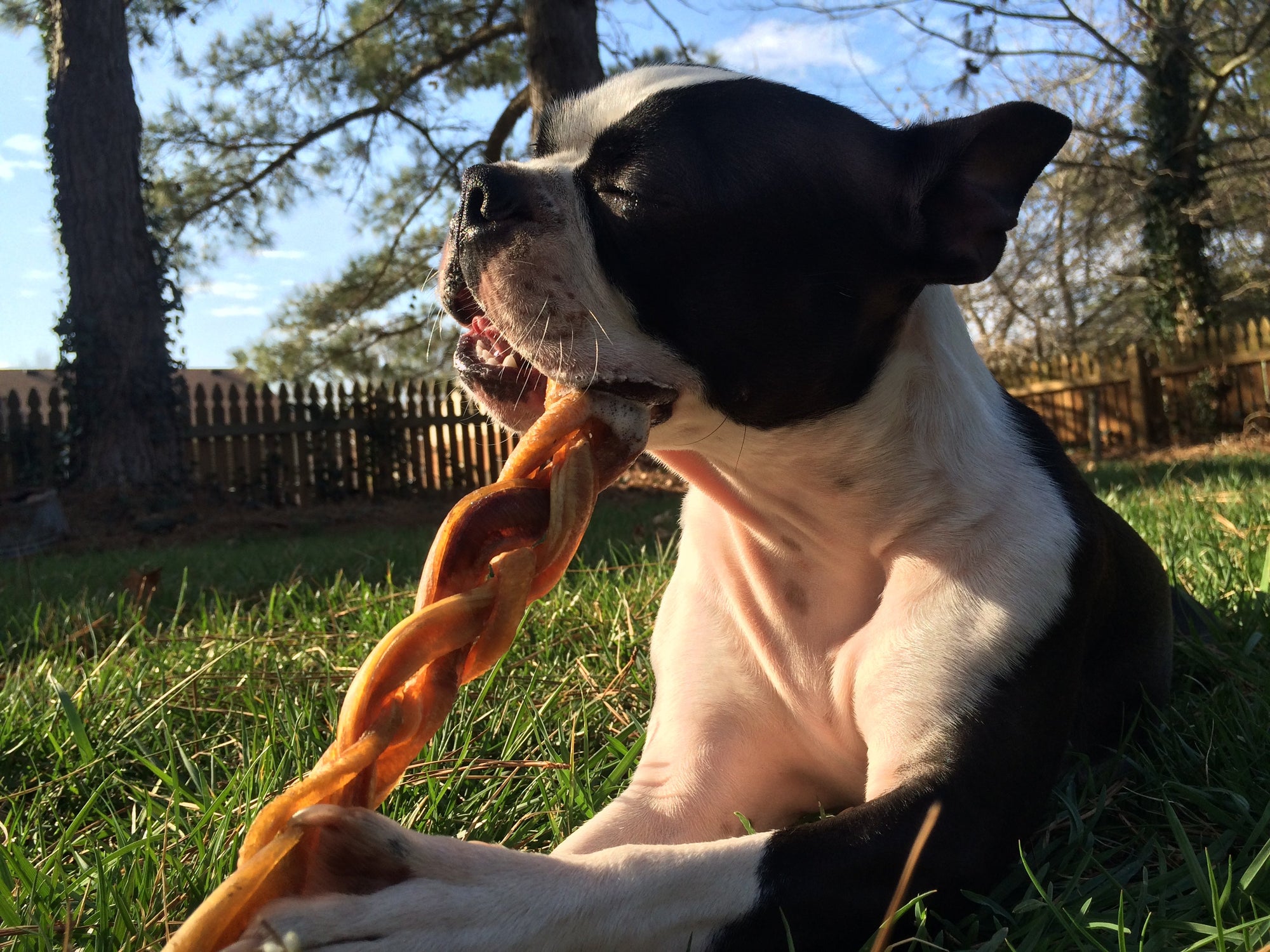 bully sticks