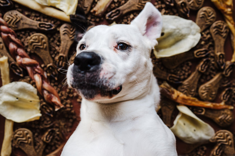 12 Best Selling Dog Chews & Treats