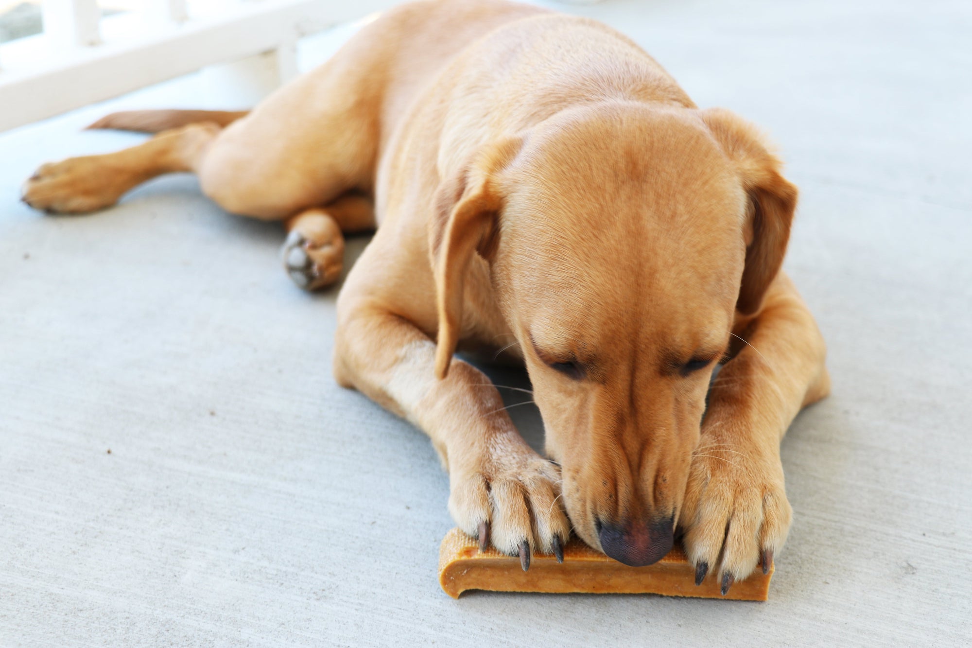 Long Lasting Dog Chews