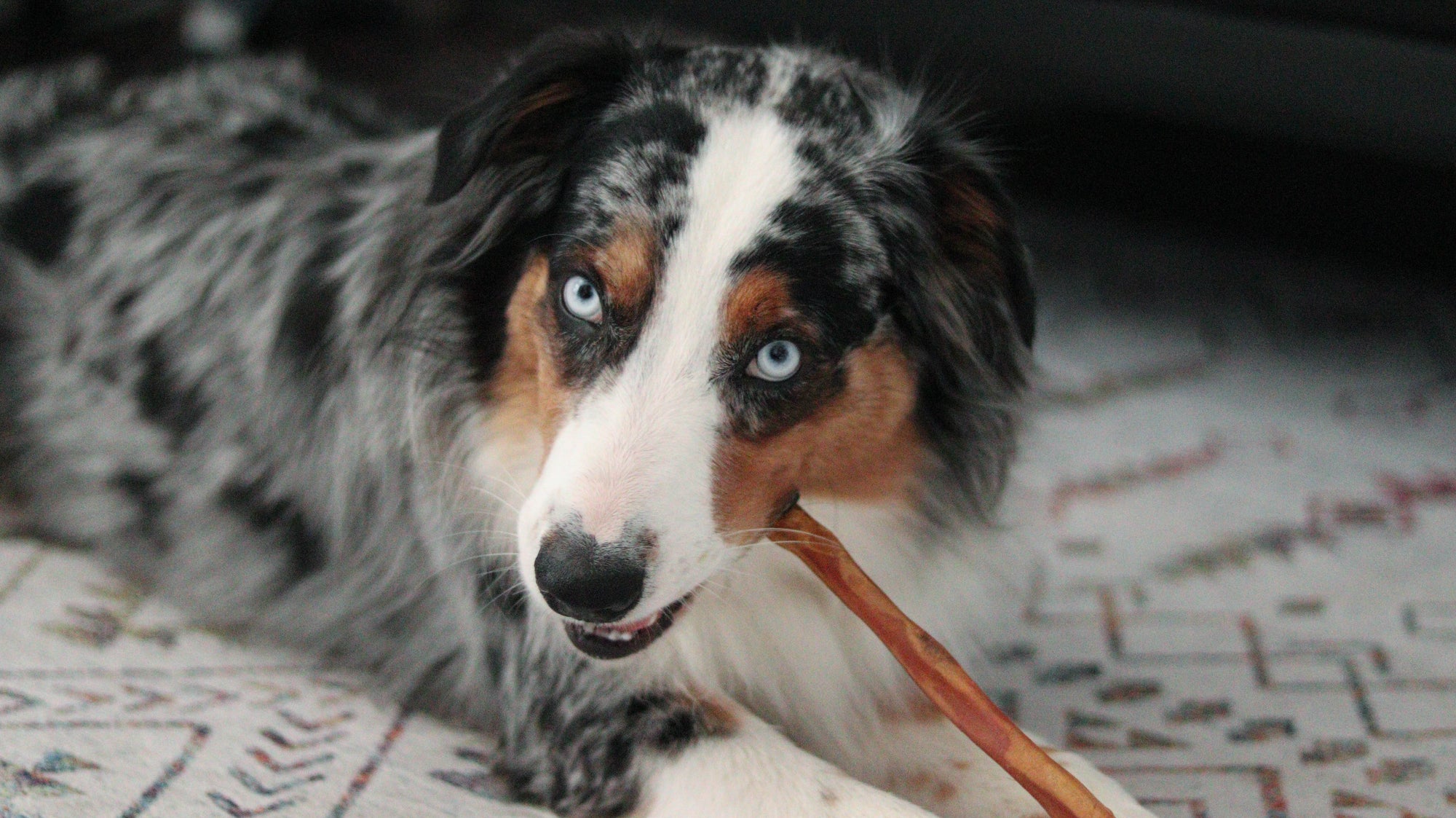 Bully Sticks for Dogs