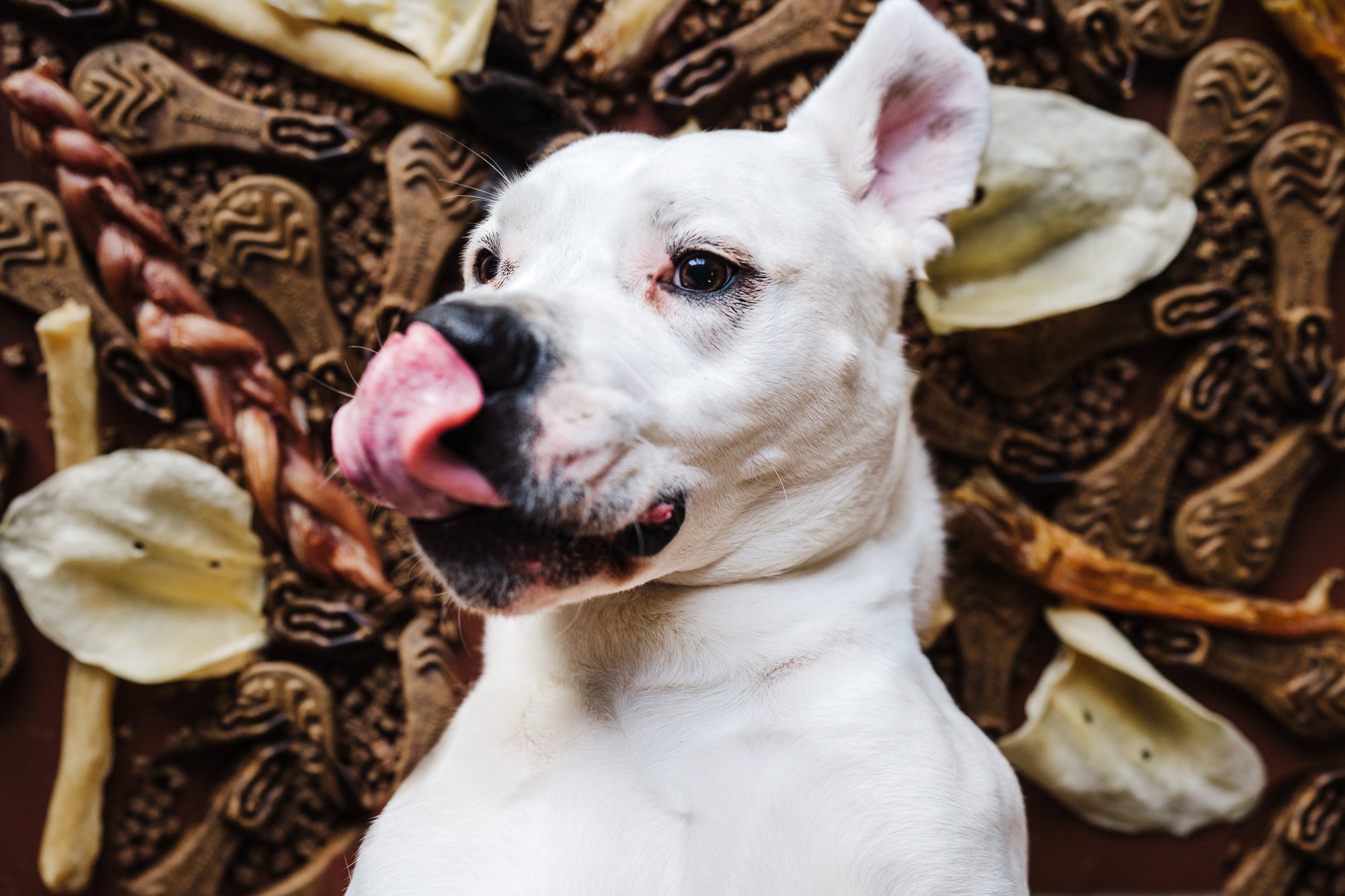 Dog Chews