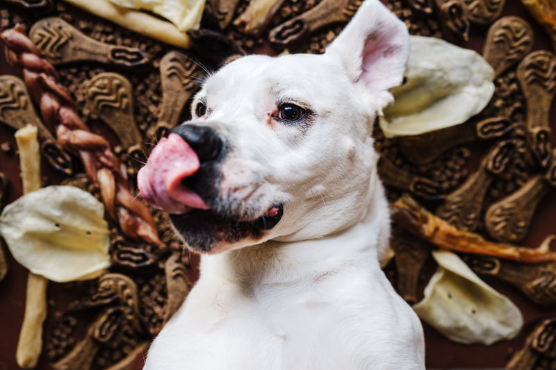Dog Chews