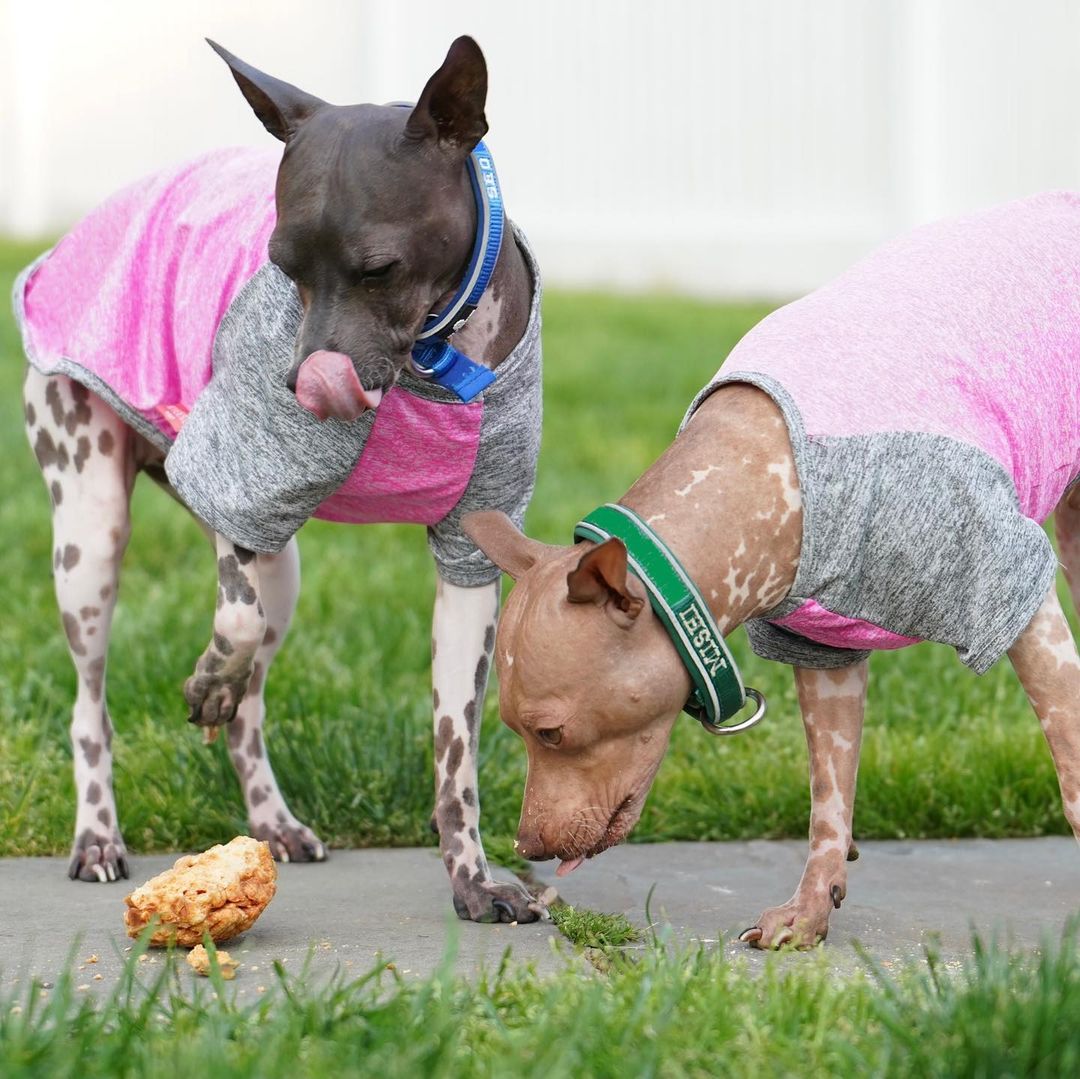 Pawstruck Value Pack Bundles