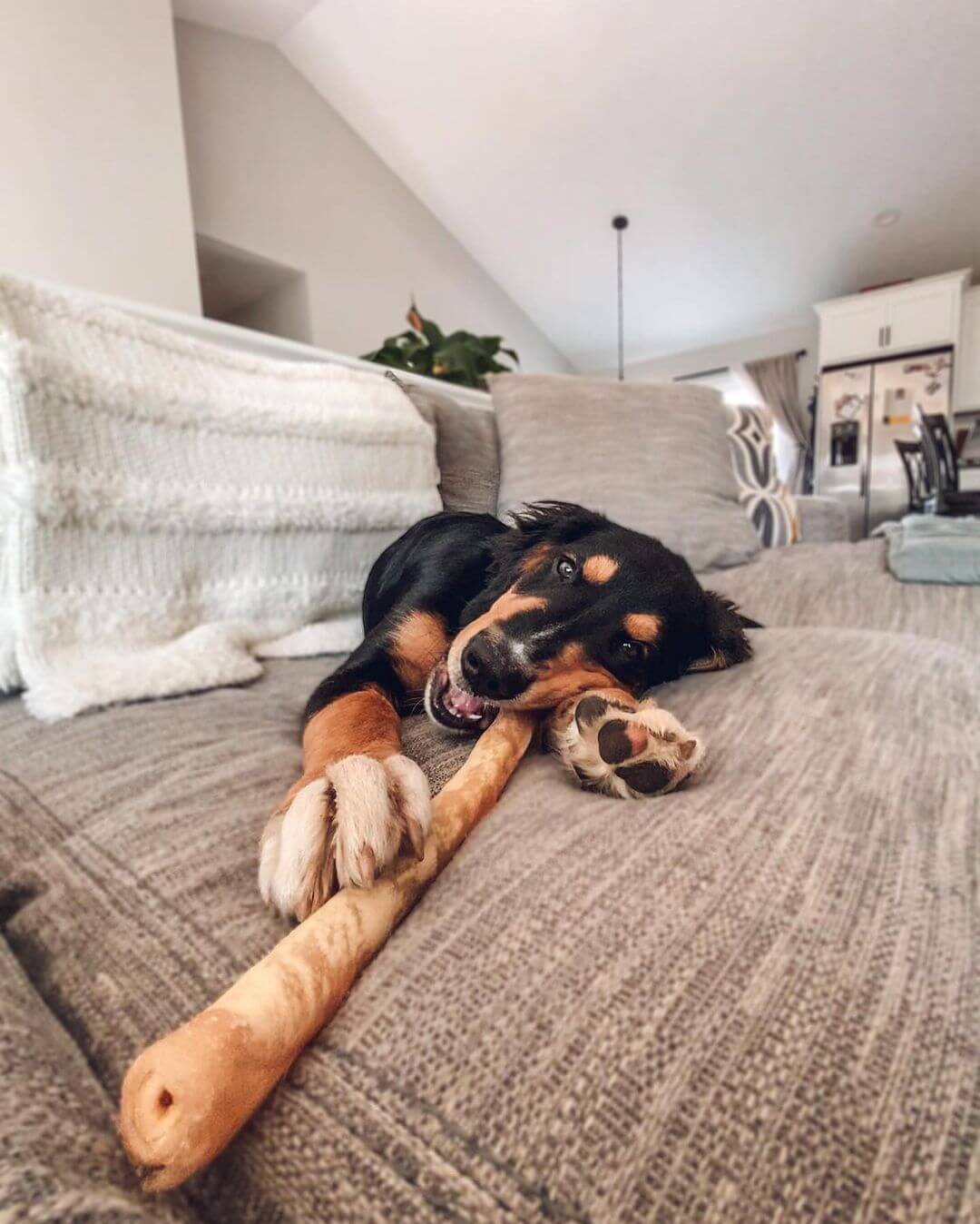 Black and tan puppy lying on gray sectional sofa with large rope toy, in modern living room with white walls