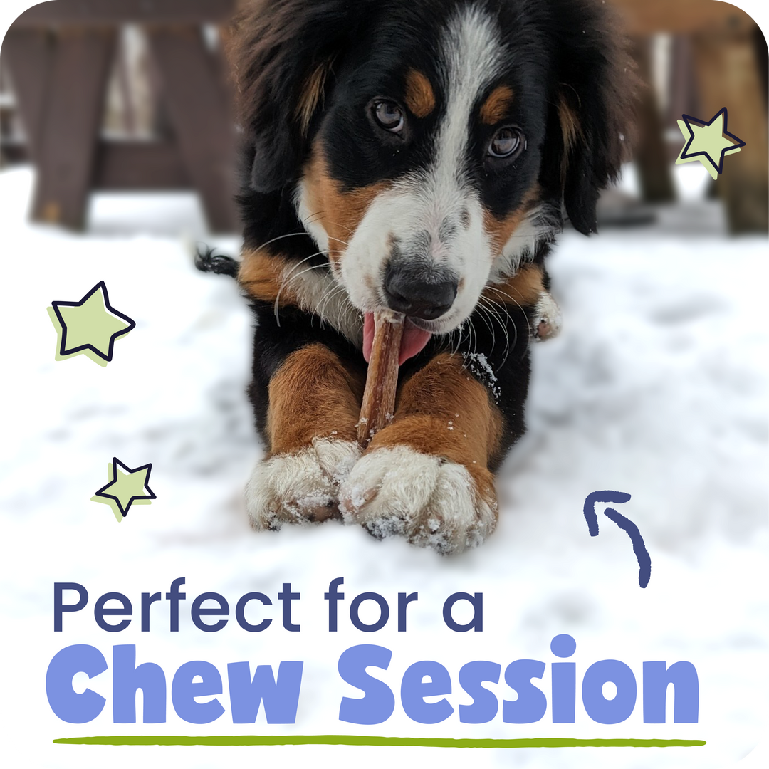 Dog with a Pawstruck Bully Stick in the snow, text &