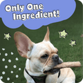 Dog holding a Pawstruck Bully Stick with text in a cloud shaped bubble which reads, 'Only One Ingredient!' text and star graphics on a green background