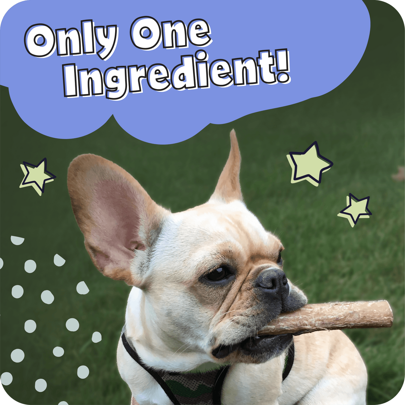 Dog holding a Pawstruck Bully Stick with text in a cloud shaped bubble which reads, 'Only One Ingredient!' text and star graphics on a green background