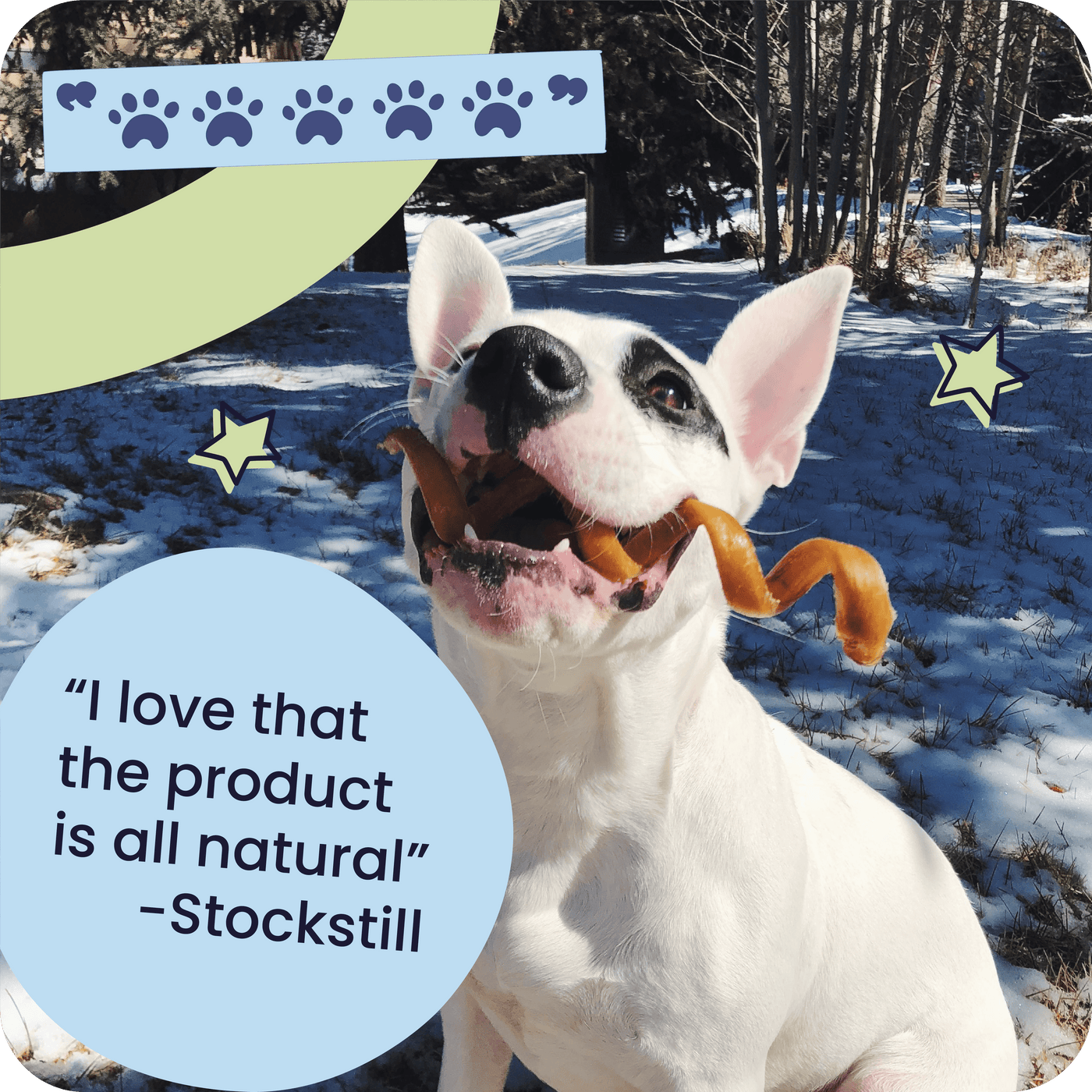 Dog with a Pawstruck Bully Spring in its mouth in a snowy outdoor setting with a five paw review that reads, "I love that the product is all natural - Stockstill"