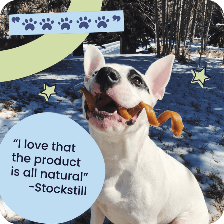 Dog with a Pawstruck Bully Spring in its mouth in a snowy outdoor setting with a five paw review that reads, "I love that the product is all natural - Stockstill"