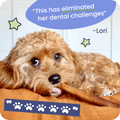 Dog lying on a brown cushion with a Pawstruck Bully Stick in it's mouth with a five paw review which reads, "This has eliminated her dental challenges" - Lori