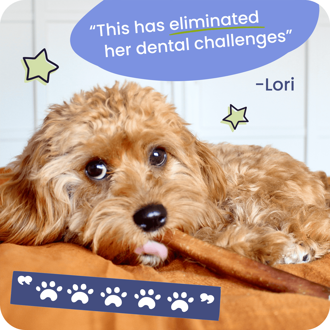 Dog lying on a brown cushion with a Pawstruck Bully Stick in it's mouth with a five paw review which reads, "This has eliminated her dental challenges" - Lori
