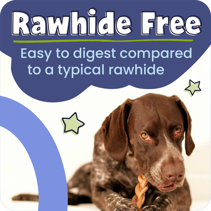 Dog chewing on a Pawstruck Braided Bully Stick with text &