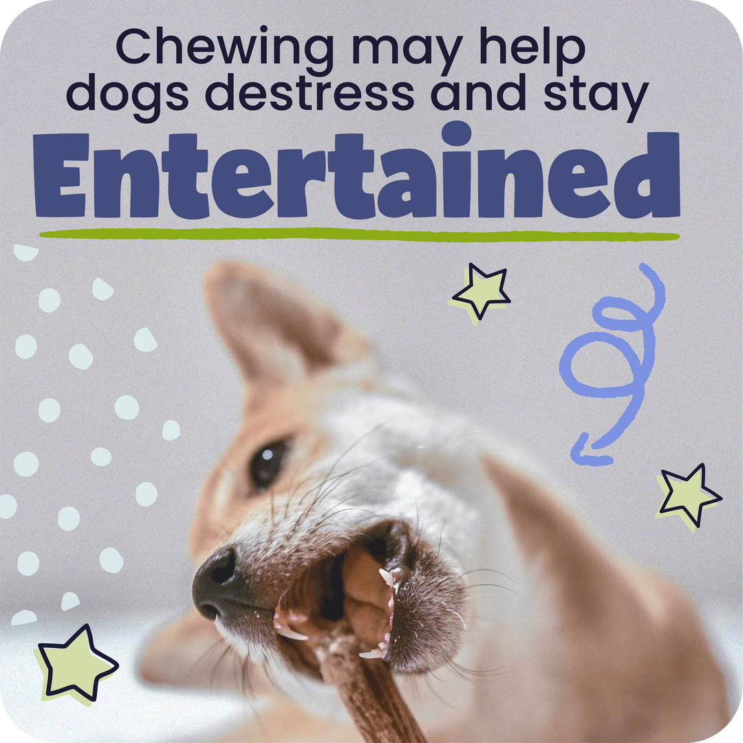 Dog chewing on a Pawstruck Bully Stick with text about chewing helping dogs distress and stay entertained.