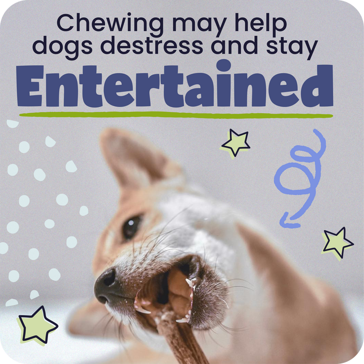 Dog chewing on a Pawstruck Bully Stick with text about chewing helping dogs distress and stay entertained.