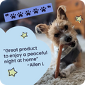 A five Paw review with a small breed dog gnawing on their Pawstruck Bully Stick. A review in a cloud shaped bubble which reads, "Great product to enjoy a peaceful night at home - Allen L"