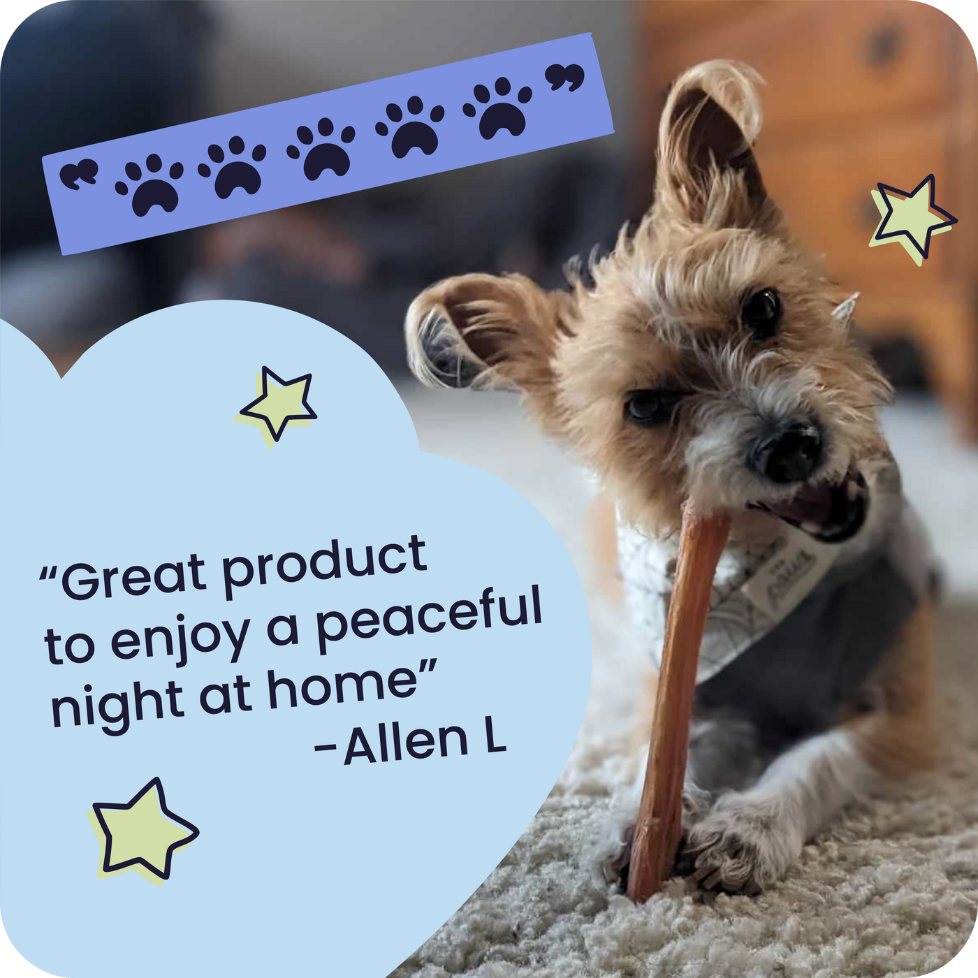 A five Paw review with a small breed dog gnawing on their Pawstruck Bully Stick. A review in a cloud shaped bubble which reads, "Great product to enjoy a peaceful night at home - Allen L"
