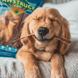 Photo of a happy small dog with a large Jerky Treat in their mouth and a big smile on their face. 