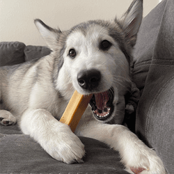 Photo of a Husky puppy sitting on a couch, chewing on a Himalayan Yak Dog Chew.