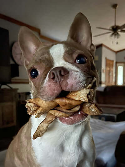Chews Dogs Crave. Benefits You Trust.