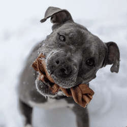 Photo of a happy terrier in the snow with a Braided Bully Stick in their mouth.