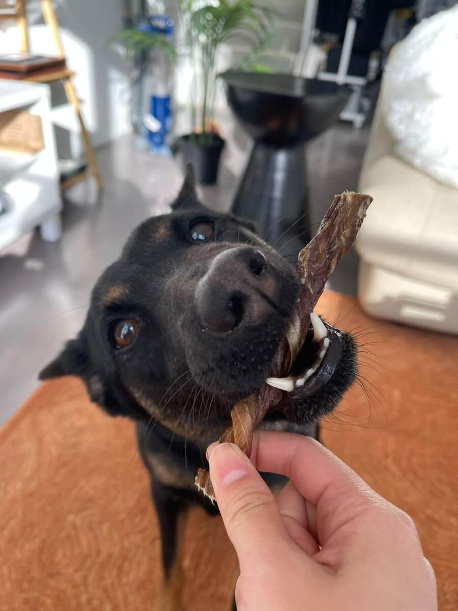An adorable dog enjoying the Pawstruck Bully Treat Sticks
