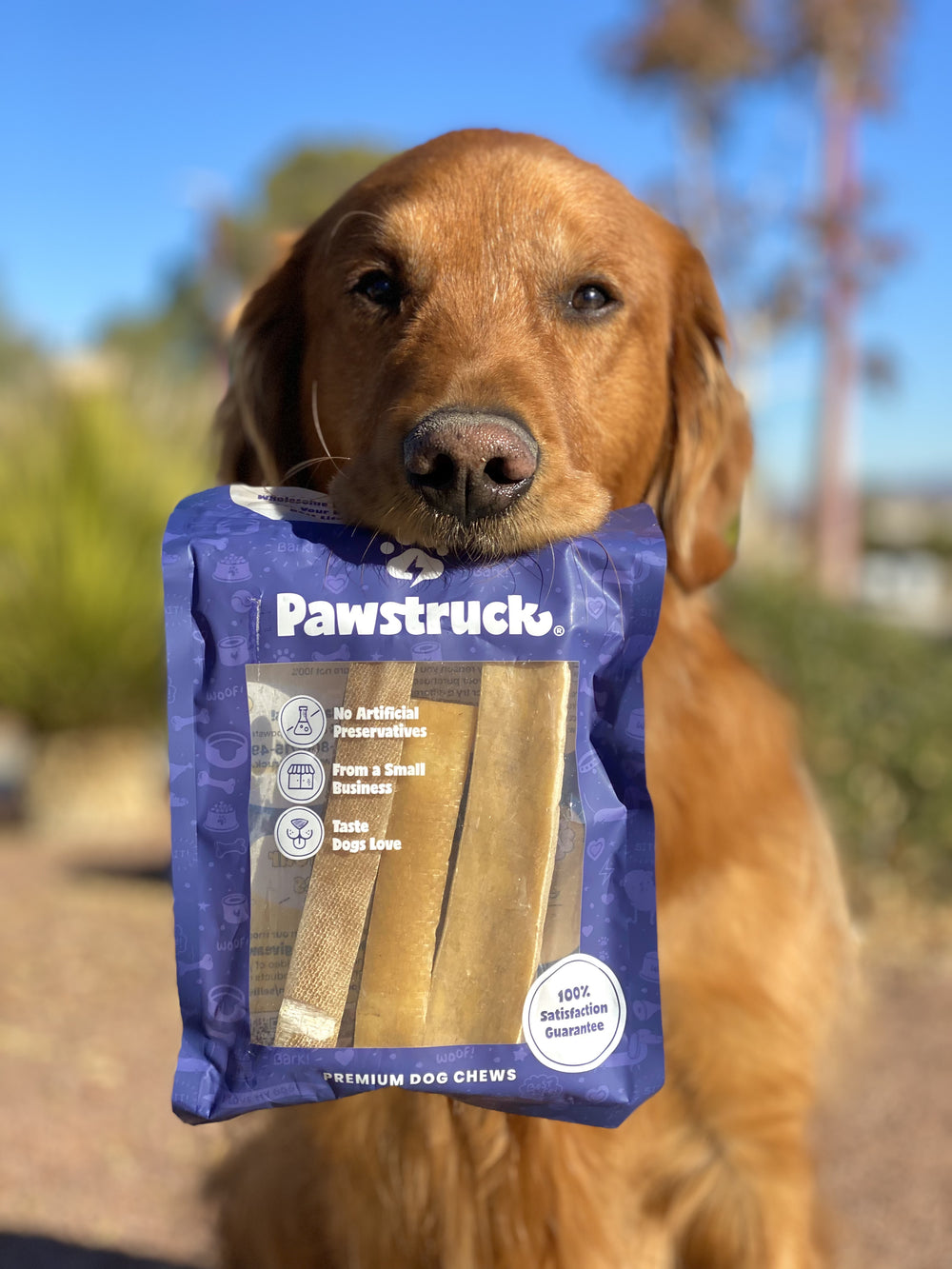 Golden retriever dog holding blue Pawstruck premium dog chews package in mouth outdoors