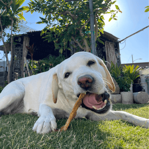 A Complete List Of The Official State Dogs In The US