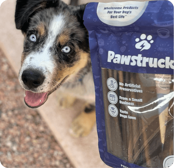 Australian Shepherd dog with blue eyes next to purple Pawstruck dog treat package on carpet