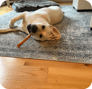 Golden retriever puppy lying on gray rug with orange chew toy on hardwood floor