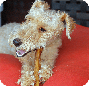 Small curly-haired terrier dog with cream/tan fur chewing on a brown treat while lying on red surface