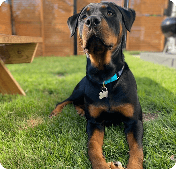 Young Rottweiler puppy with black and tan coat sitting on green grass, wearing blue collar with tag in backyard