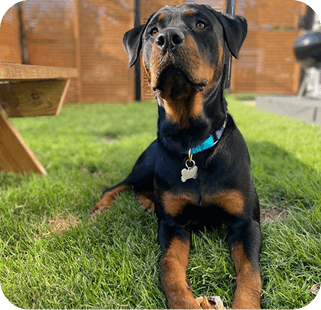 Young Rottweiler puppy with black and tan coat sitting on green grass, wearing a teal collar with tag, outdoor backyard setting.