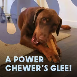 Yak Dog Chew