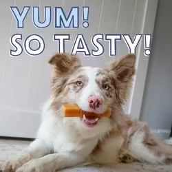Yak Dog Chew